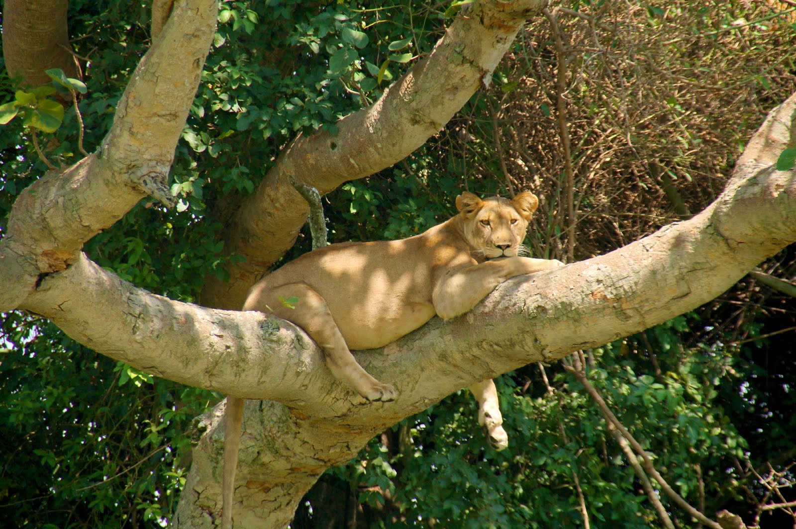 Uganda Kenya Tanzania Safaris