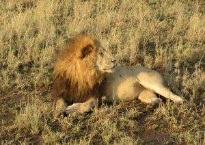 7 Days Kenya Safari to Laikipia Mathews Range Wild