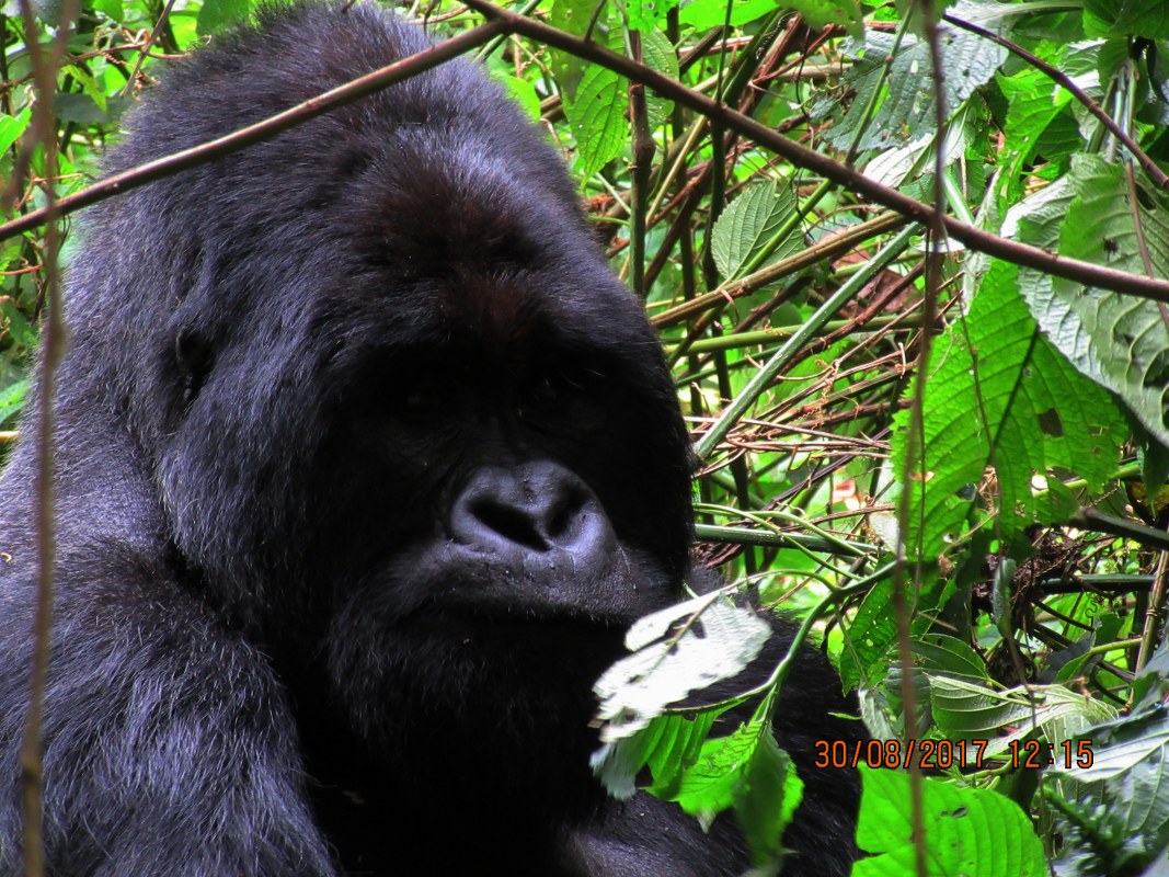 5 Days Rwanda Chimpanzee Safari & Colobus Monkey Tracking