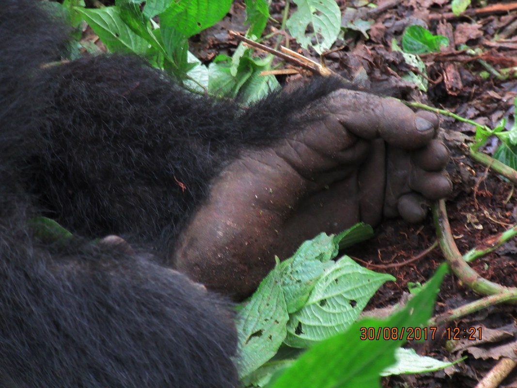 6 Days Rwanda Primate, Canopy walk Safari & Chimp Trekking