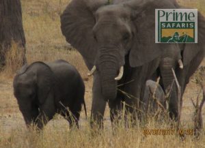 9 Days Kenya Tanzania Predator Safari Tour
