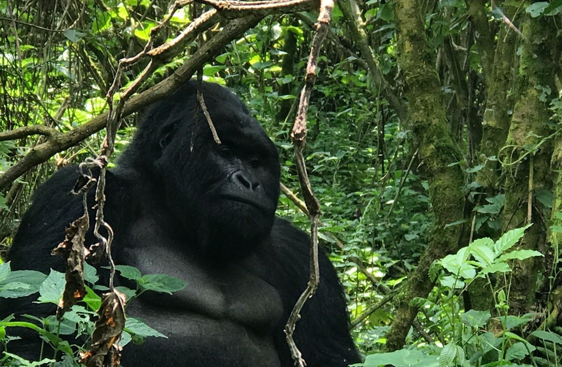 Gorilla Trekking Safaris