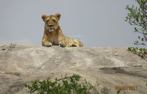 6 Days Kenya Tanzania Wildlife Safari Tour