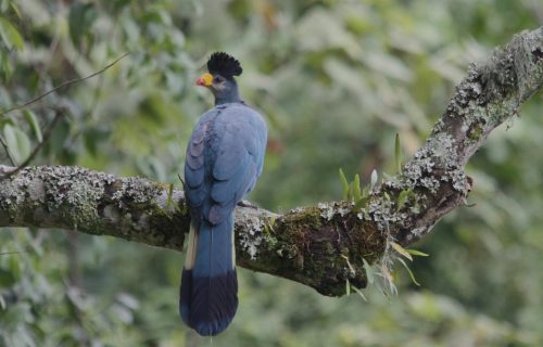 Birding in Bwindi Impenetrable Forest