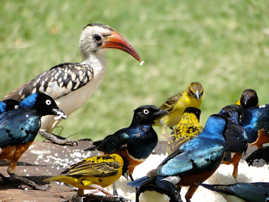 Birds in Nairobi National Park