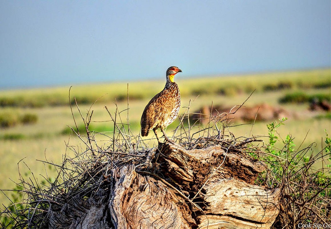 Birdlife in Amboseli National Park