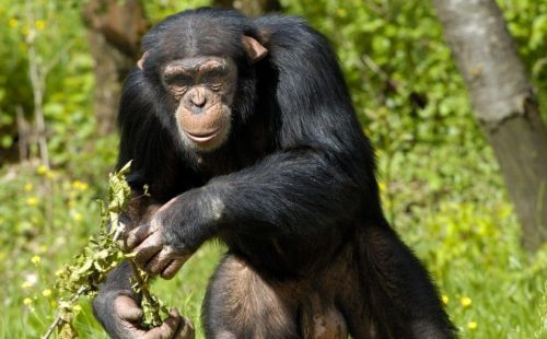 Chimpanzee trekking Uganda safari Kibale Forest National Park Uganda