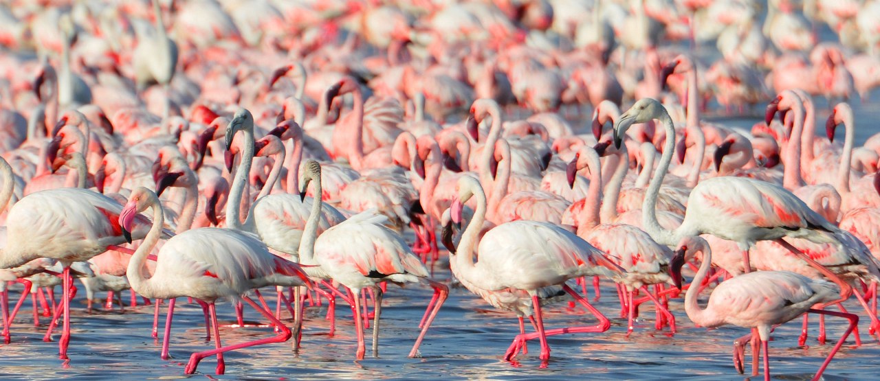 Kenya Wildlife Species