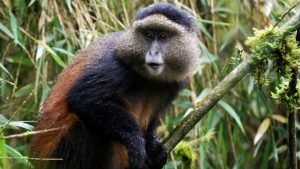 Golden Monkey Tracking Volcanoes National Park