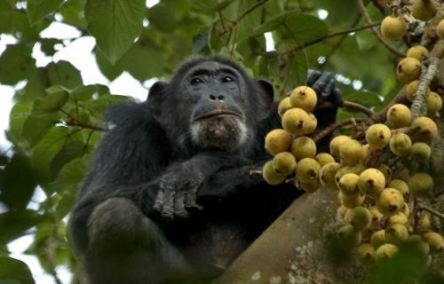 18 Days Uganda Kenya Tanzania Gorilla, Chimpanzee & Wildlife Safari
