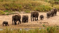 2 Days Tanzania Safari to Tarangire National Park