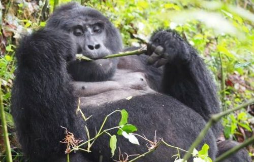 3 days Gorilla Safari in Rwanda and Uganda
