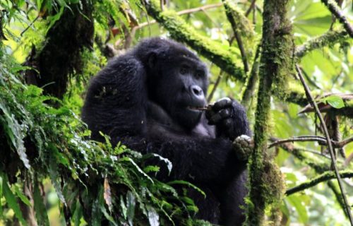 4 Days Gorilla Trekking in Rwanda and Uganda