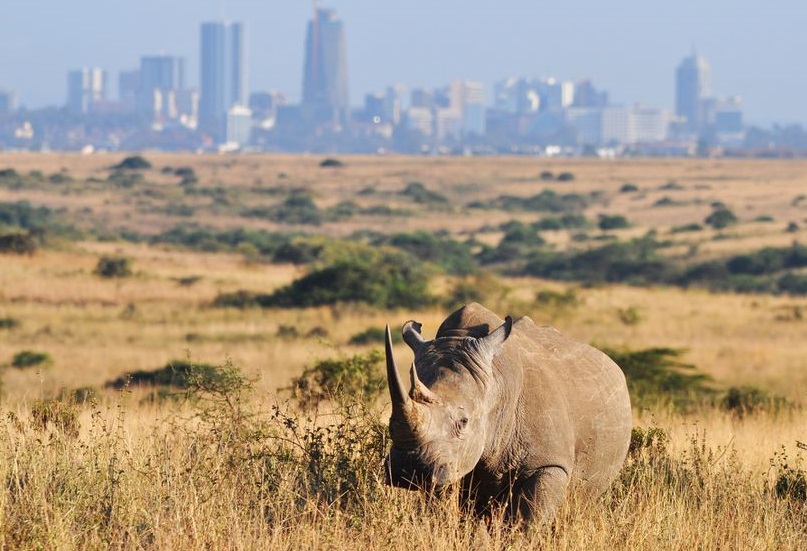 Rhino Nairobi