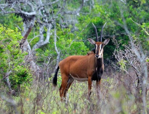 A Kenya Safari to Kenya’s small But Pristine National Park – Kenya Safari News