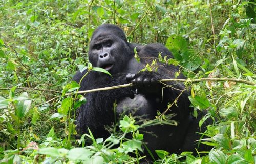 Uganda Rwanda Gorilla Safari 11 Days