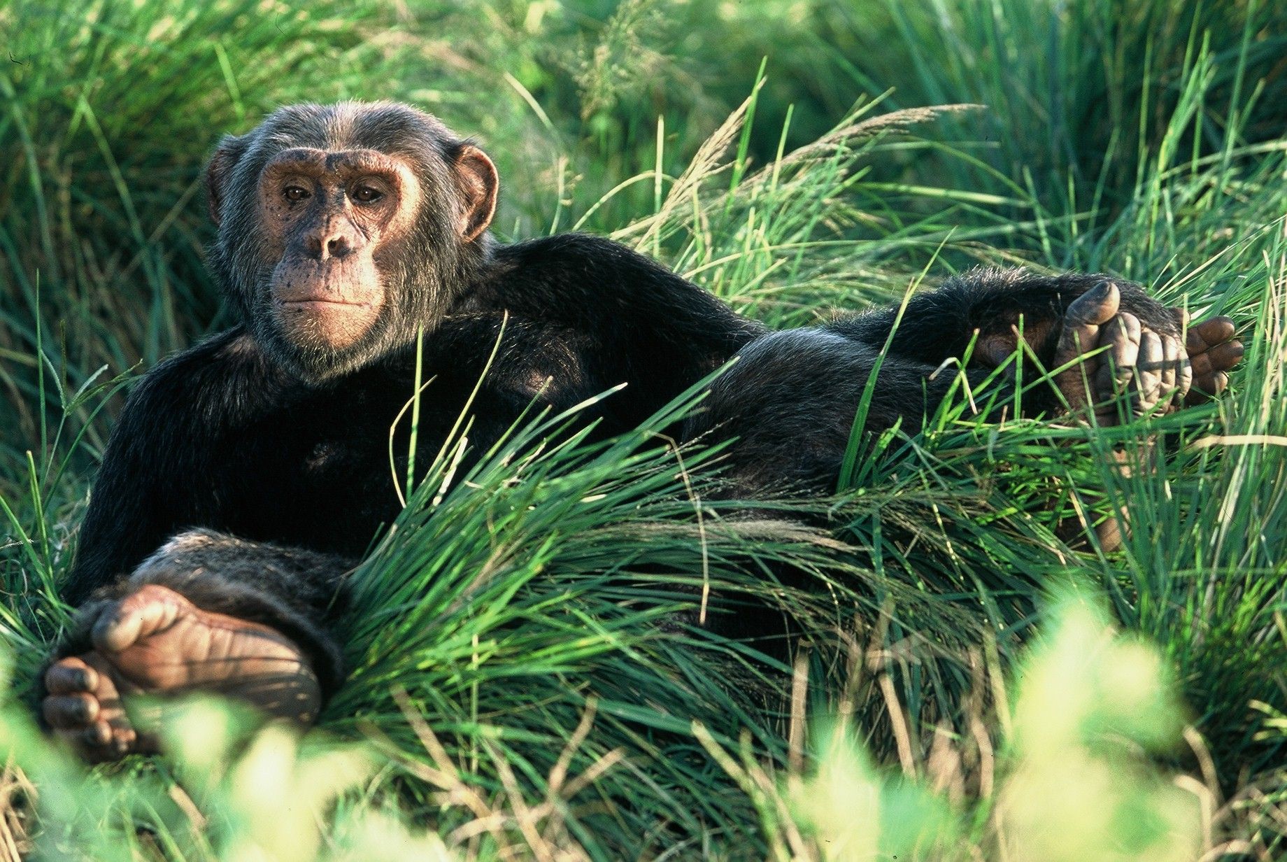 Best Uganda Safaris and Tours