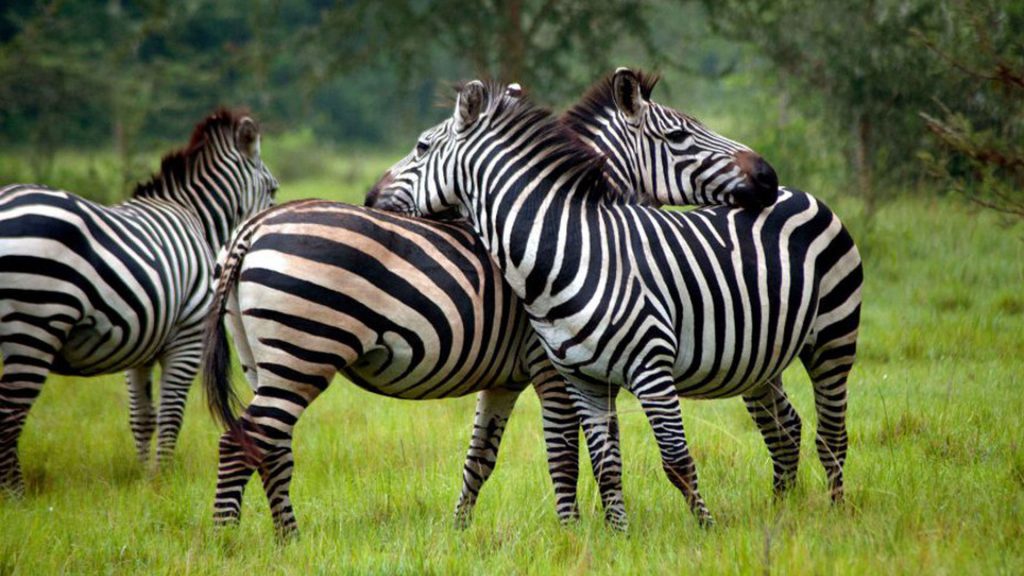 Uganda Short Safari to Lake Mburo National Park