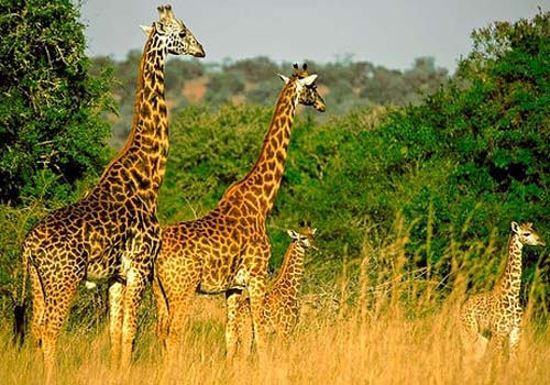 wild animals in akagera national park
