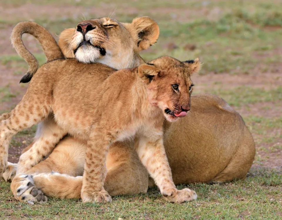 13 days kenya safari tour tanzania wildlife safari