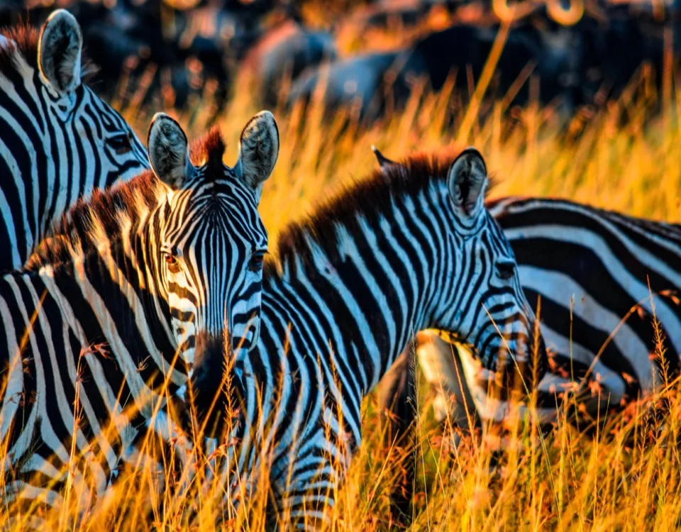 6 Days Maasai Mara Kenya Safari – Nakuru & Samburu Game Reserves