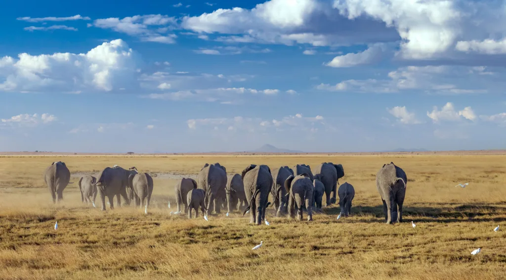 Amboseli national park tour in kenya