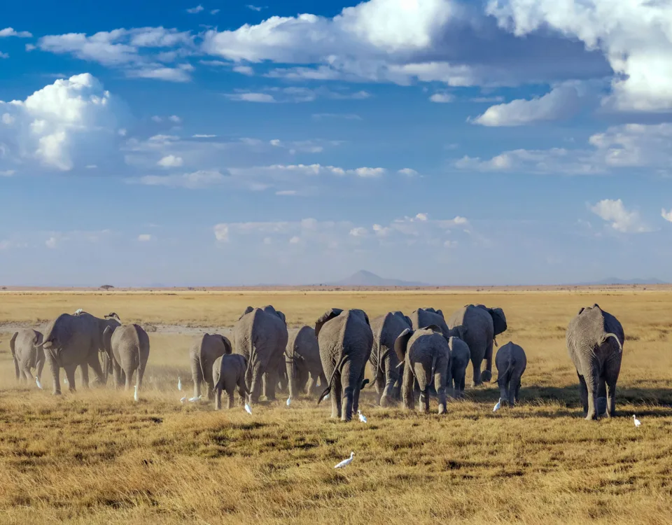 Amboseli national park tour in kenya
