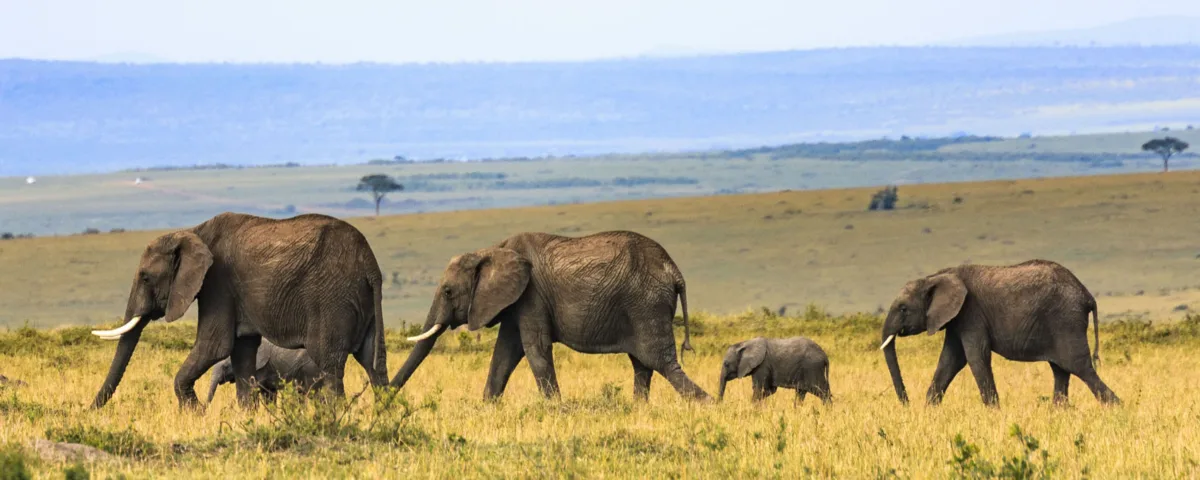 10 Days Classic Kenya Safari Tour in Adamson