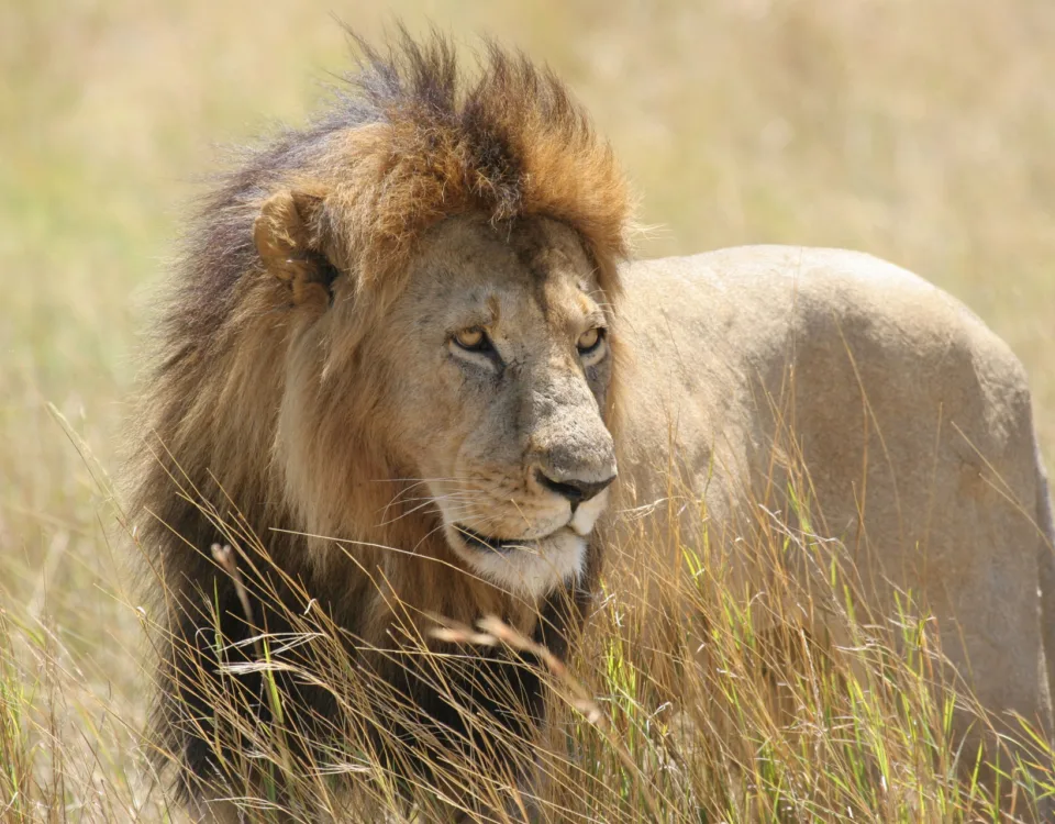 10 days kenya tanzania classic safari holiday