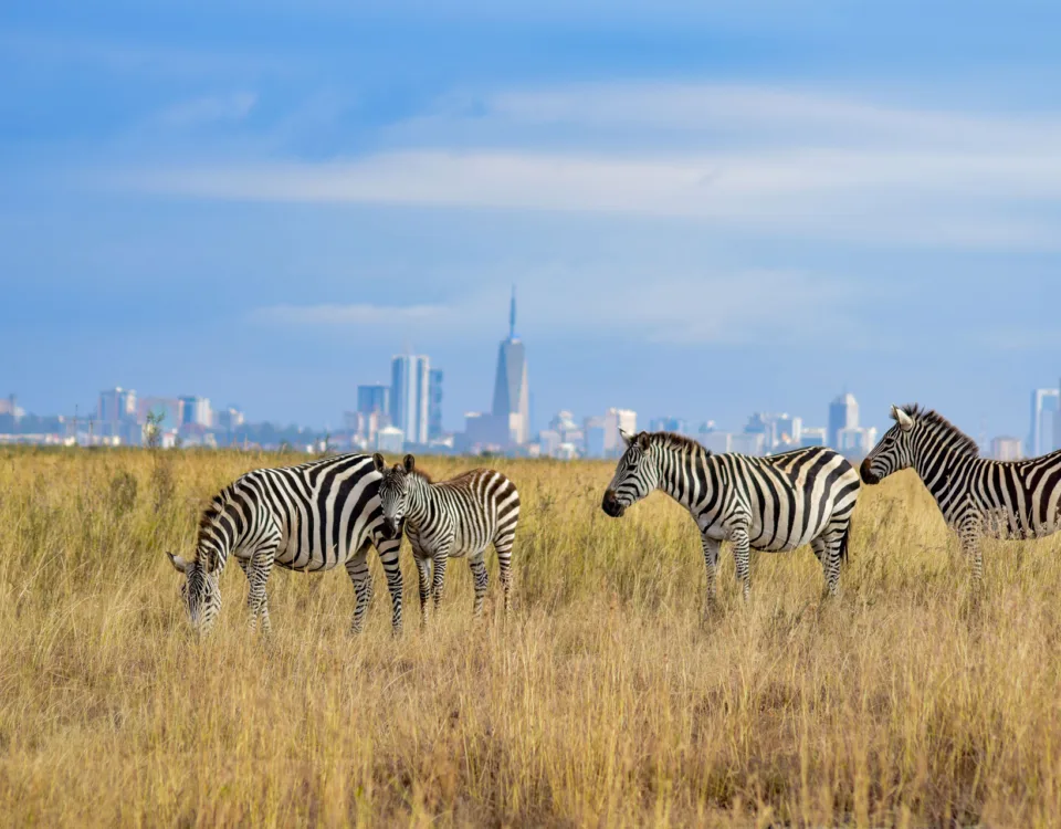 1 day kenya safari to nairobi city & nairobi national park