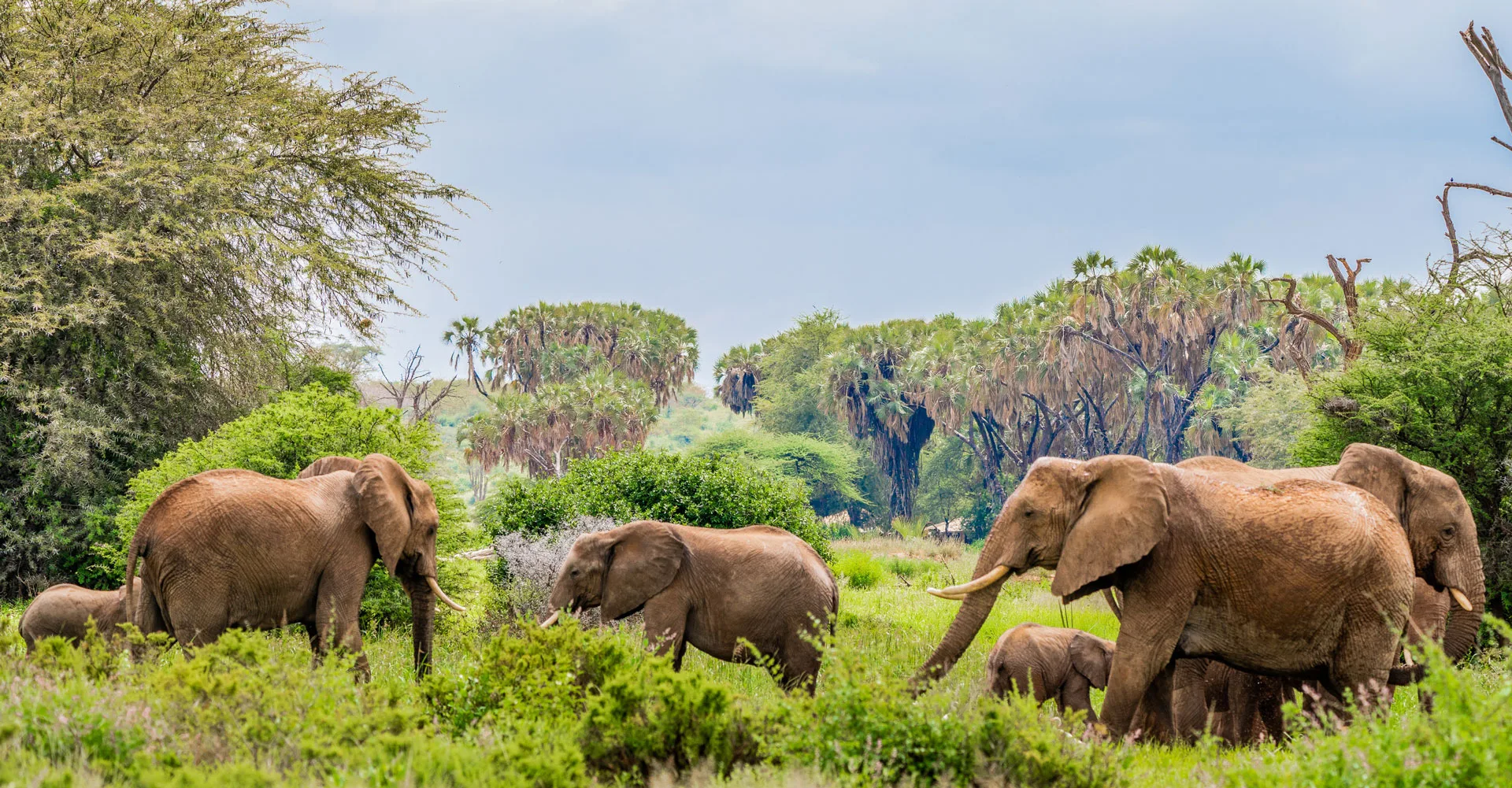 Samburu National Reserve in Kenya