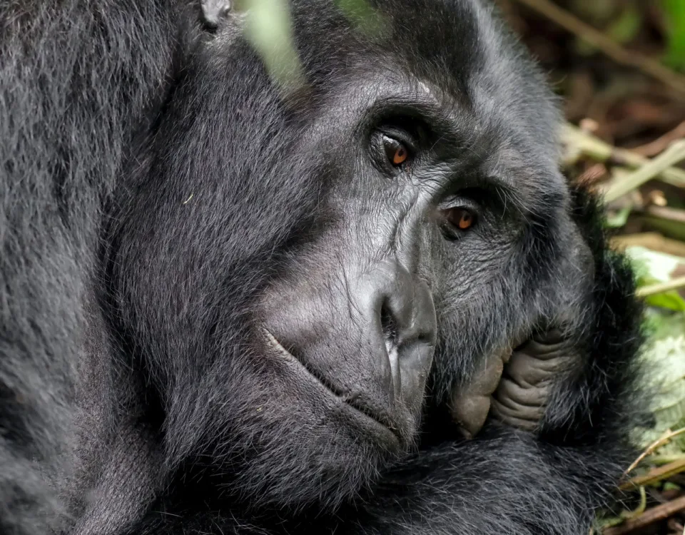 1 Day Rwanda Gorilla Safari to Volcanoes National Park