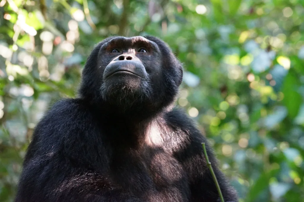 10 Days Uganda Gorilla Safari & Wildlife Tour