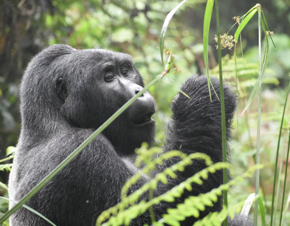 12 Days Rwanda Gorilla Safari & hiking Bisoke Volcanoes