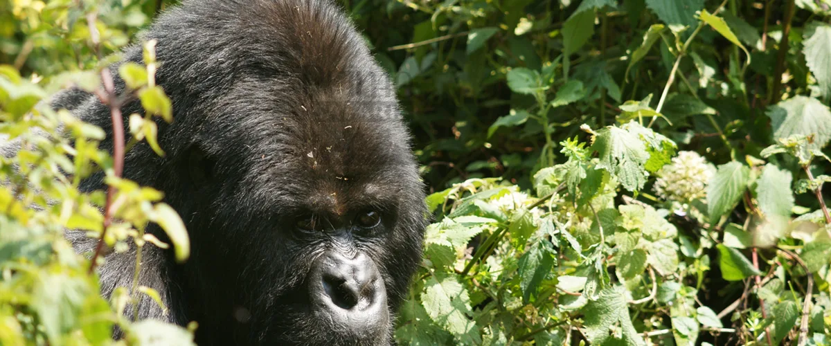 Kenya and Uganda Safaris