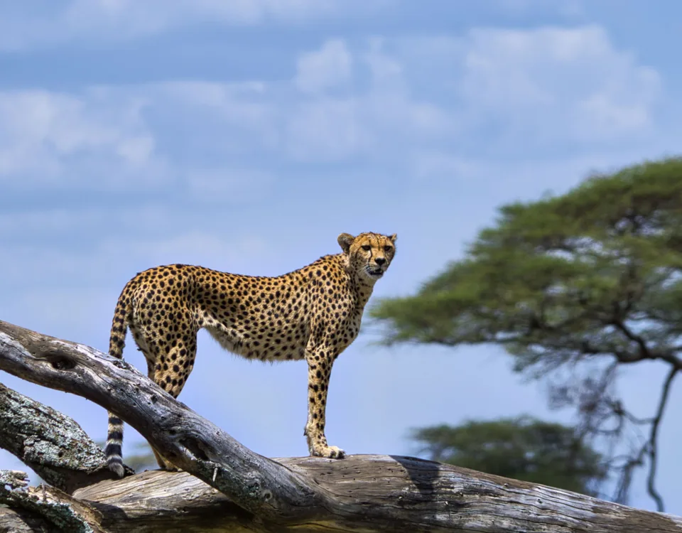 Congo Tanzania Safaris