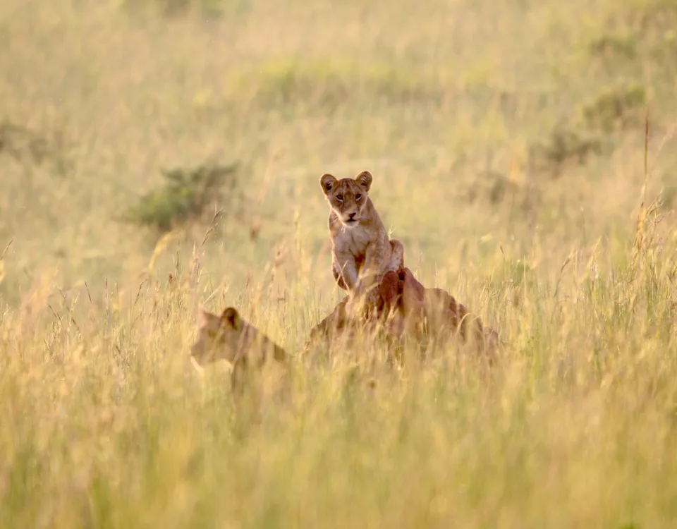 Congo Uganda Kenya Safaris