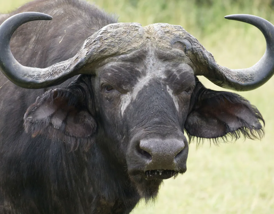 Congo Uganda Tanzania Safaris