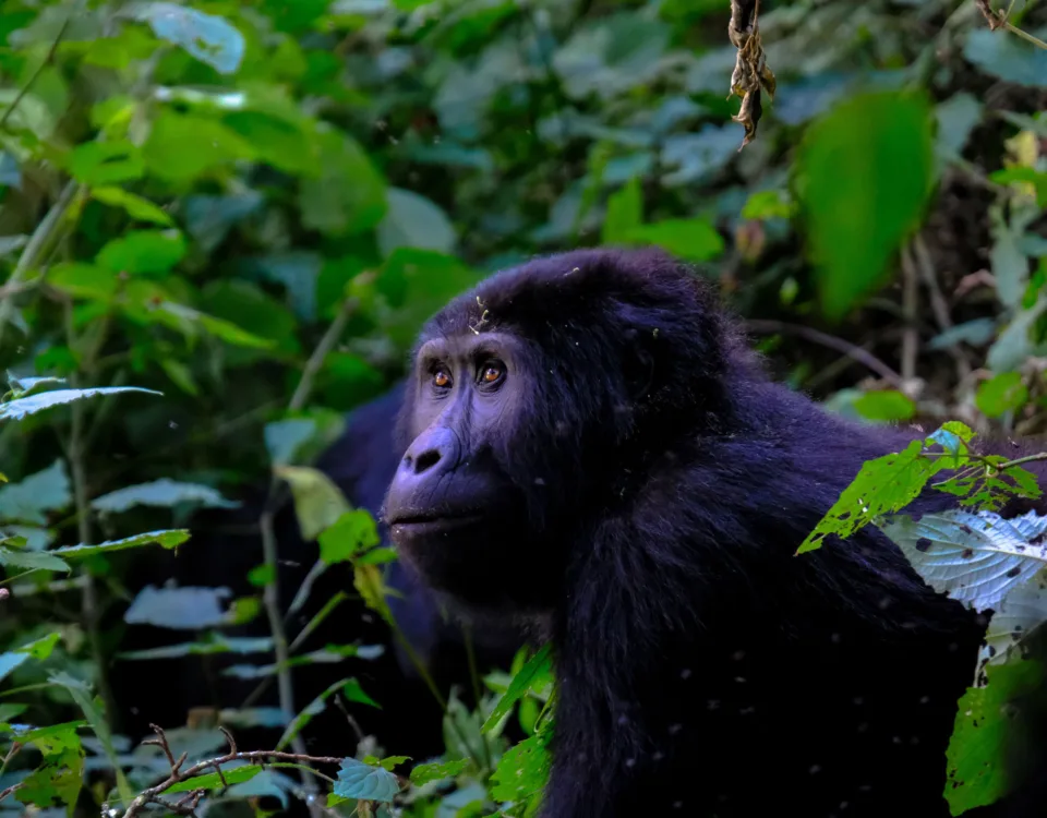 Congo Uganda Tanzania Safaris