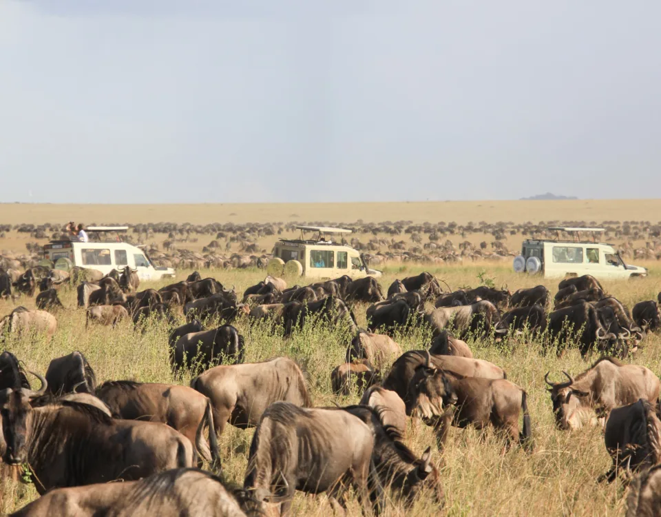 Kenya and Tanzania Safari