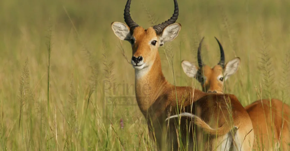 Queen Elizabeth National Park