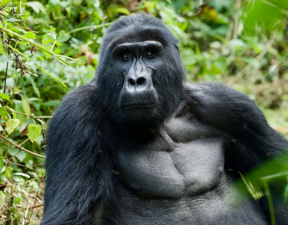 4 days rwanda gorilla trekking adventure