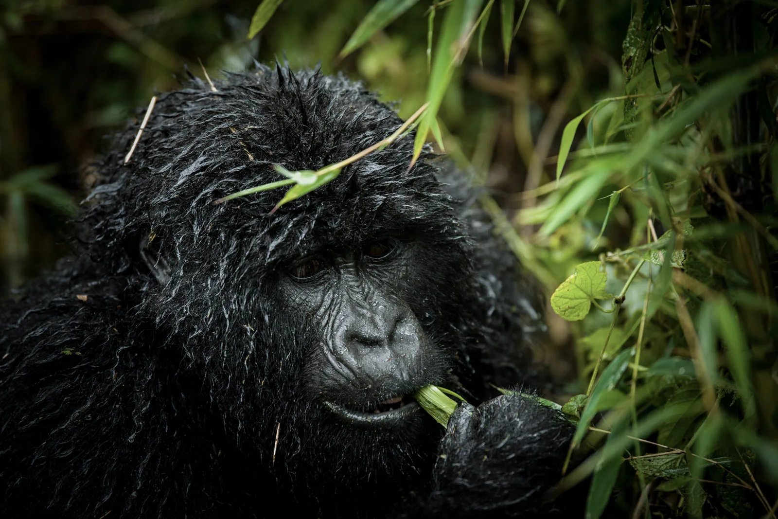 Africa Gorilla Trekking Tours and Safaris