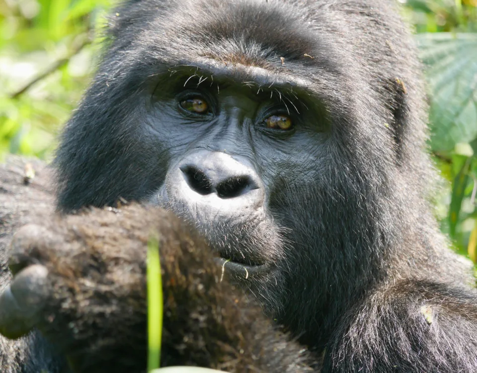 Uganda Gorilla kenya Wildlife Safari