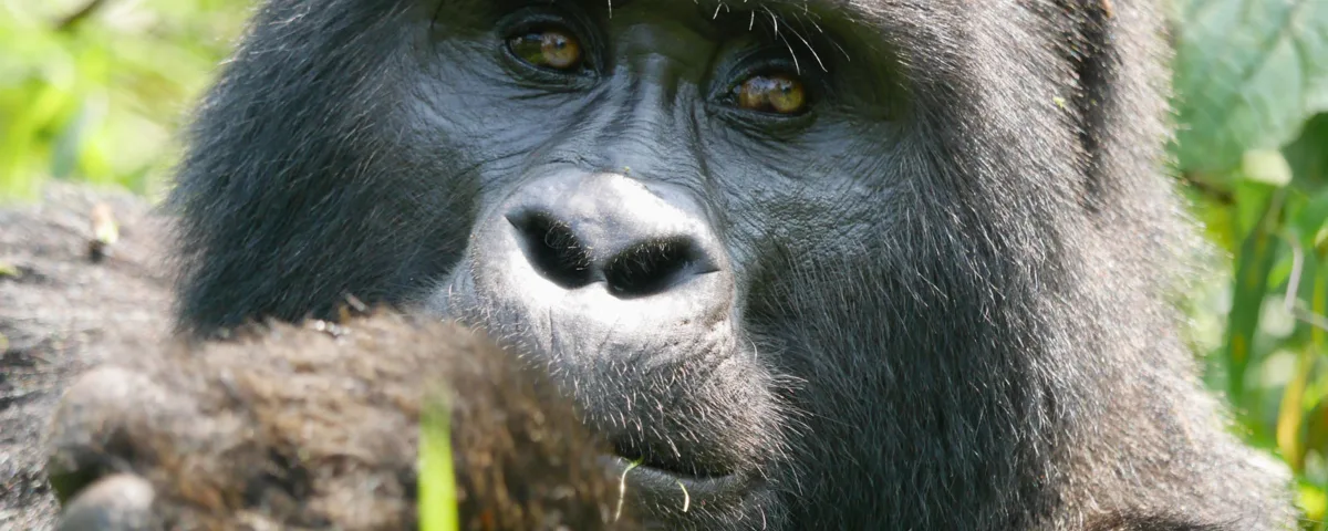 Uganda Kenya Safaris