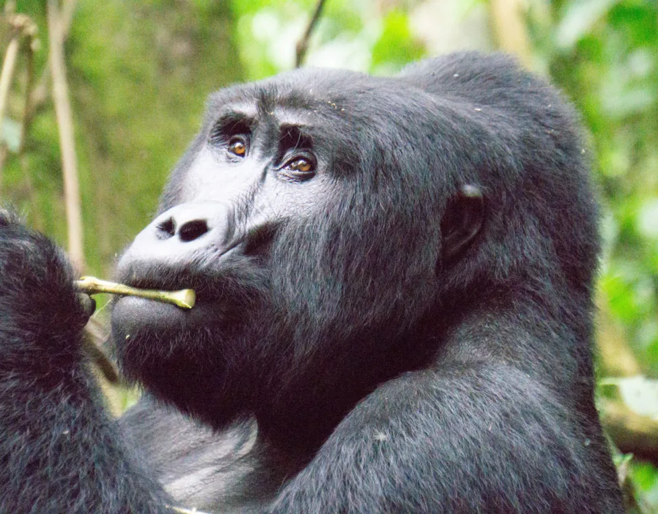 Uganda Rwanda Congo Safaris