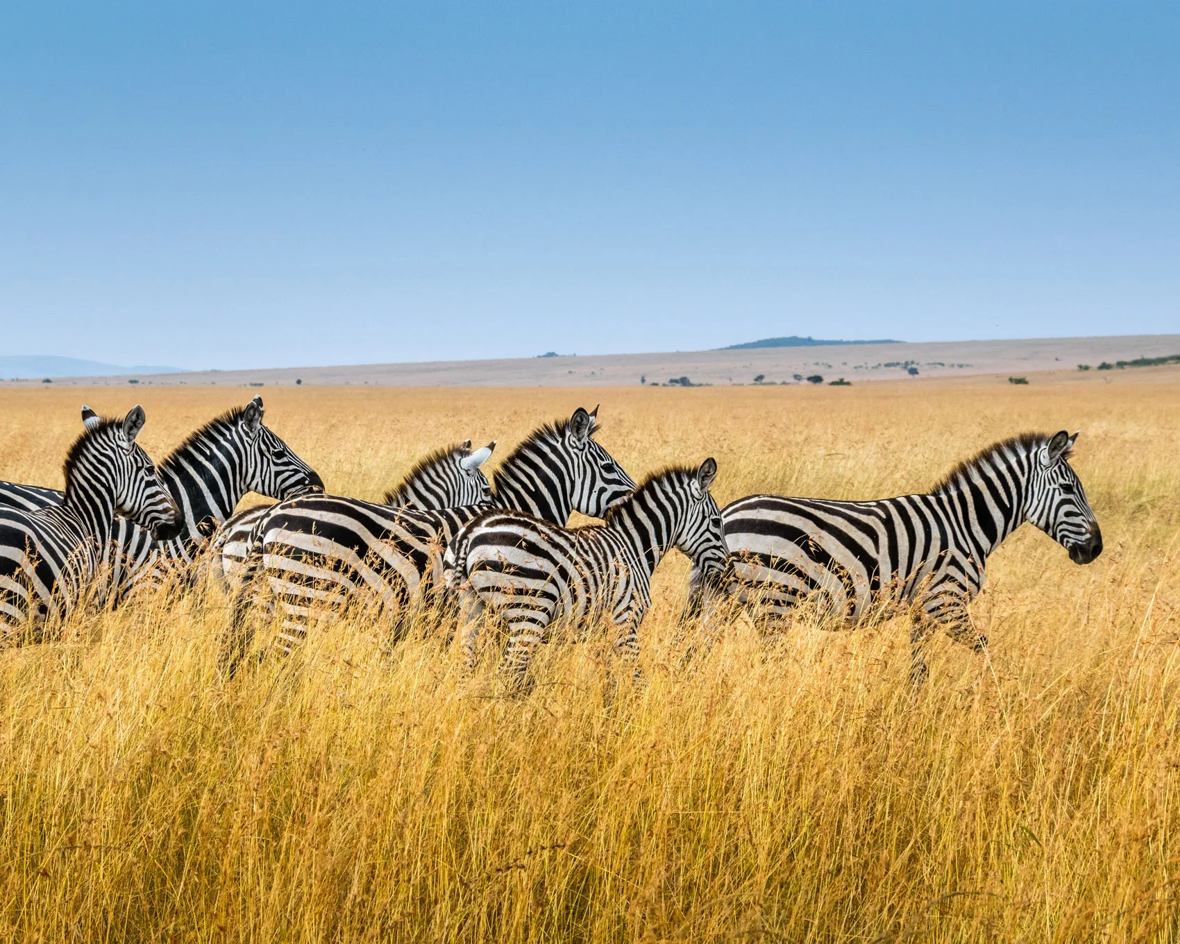 Luxury Safaris in Kenya