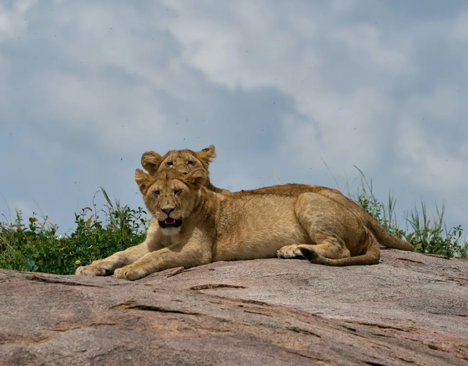 Uganda Rwanda Tanzania Safaris