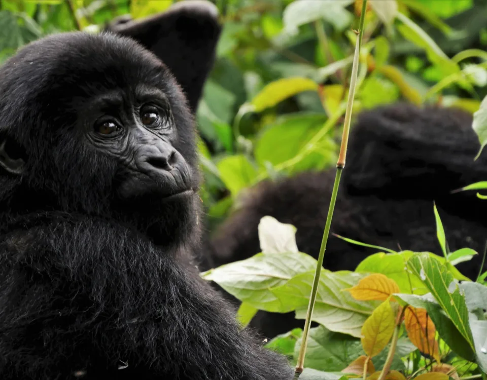 4 days Bwindi Gorilla Safari