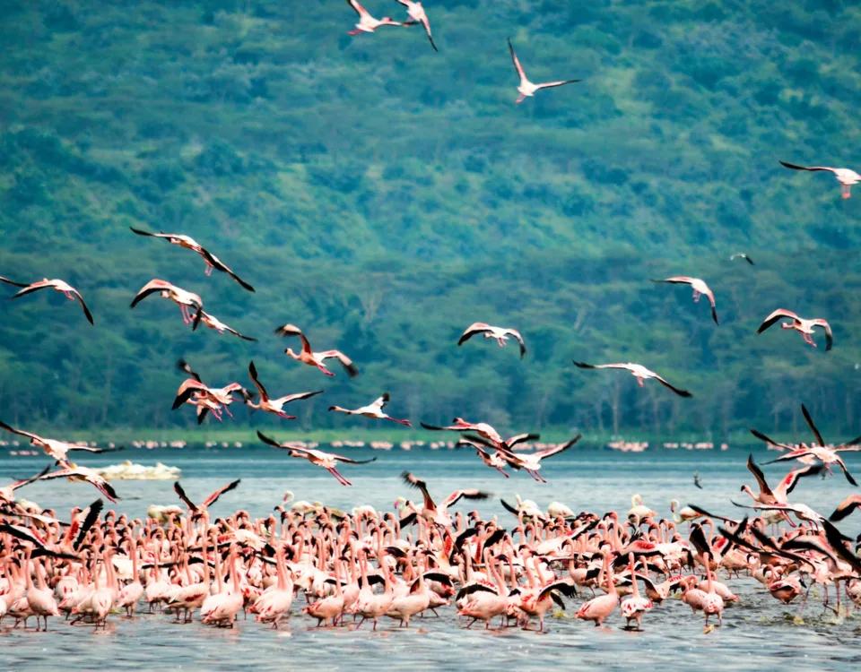 Lake Nakuru National Park In Kenya